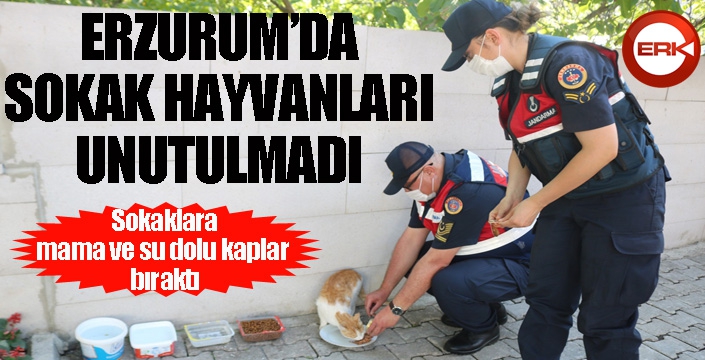 Erzurum'da sokak hayvanları unutulmadı...