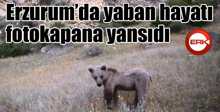 Erzurum’da yaban hayatı fotokapana yansıdı