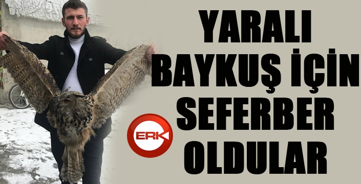 Erzurum’da yaralı baykuş bulundu