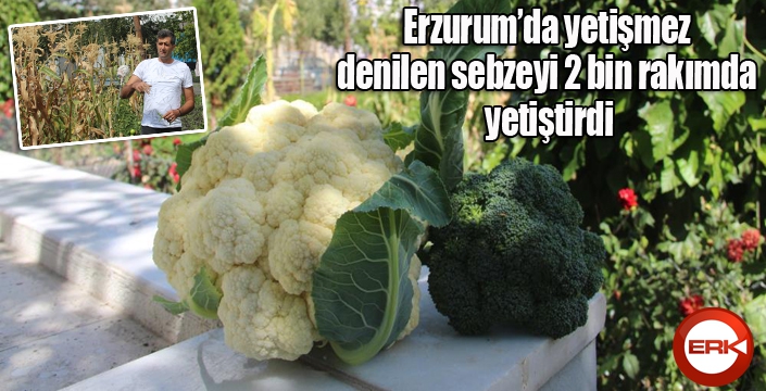 Erzurum’da yetişmez denilen sebzeyi 2 bin rakımda yetiştirdi