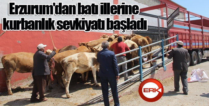 Erzurum'dan batı illerine kurbanlık sevkiyatı başladı