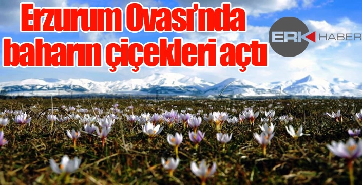 Erzurum Ovası’nda baharın çiçekleri açtı