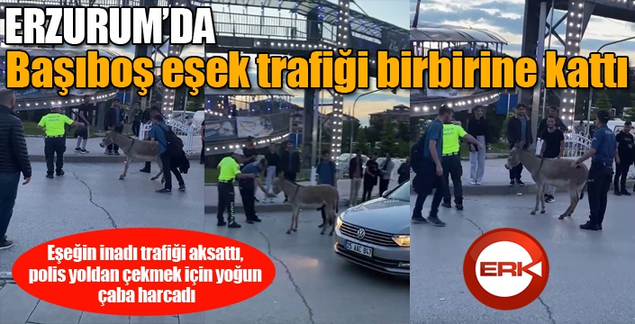 Eşeğin inadı trafiği aksattı, polis yoldan çekmek için yoğun çaba harcadı