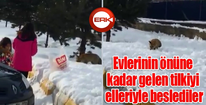 Evlerinin önüne kadar gelen tilkiyi elleriyle beslediler