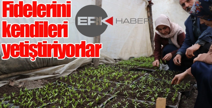 Fidelerini kendileri yetiştiriyorlar
