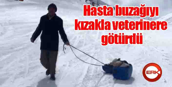 Hasta buzağıyı kızakla veterinere götürdü