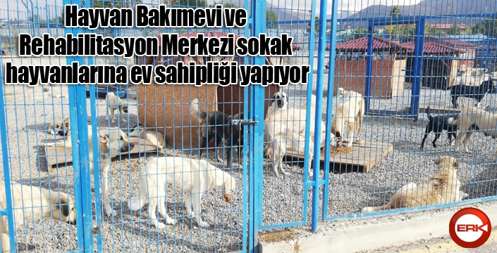 Hayvan Bakımevi ve Rehabilitasyon Merkezi sokak hayvanlarına ev sahipliği yapıyor