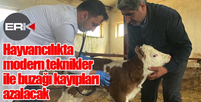 Hayvancılıkta modern teknikler ile buzağı kayıpları azalacak