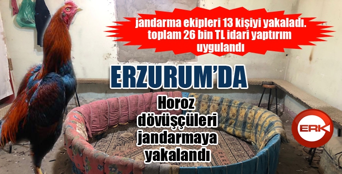 Horoz dövüşçüleri jandarmaya yakalandı