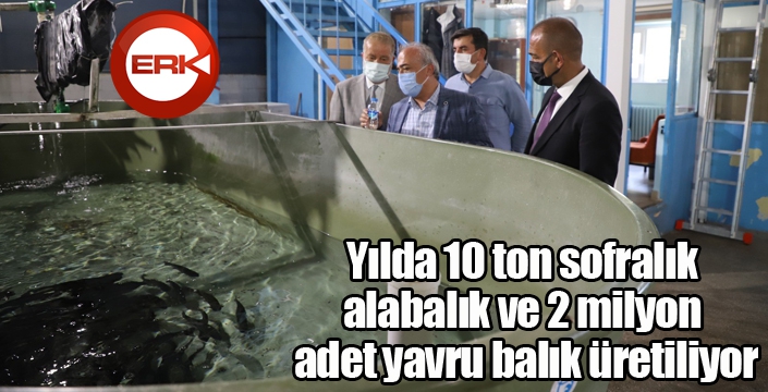 İçsu Balıkları Araştırma ve Uygulama Birimi, balık üretimini sürdürüyor