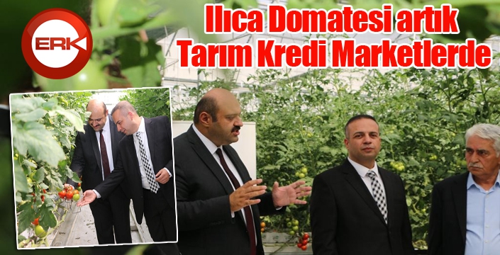 Ilıca Domatesi artık Tarım Kredi Marketlerde