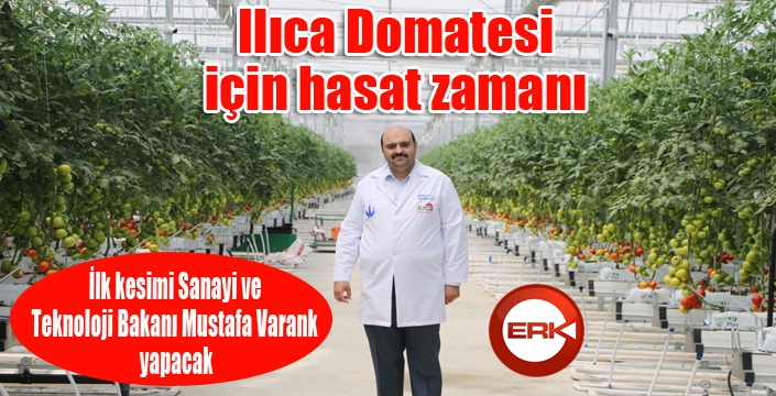 Ilıca Domatesi için hasat zamanı