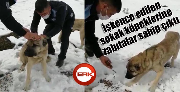 İşkence edilen sokak köpeklerine zabıtalar sahip çıktı