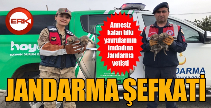 Jandarma köpeği ‘Sarı Kız’ 4 tilki yavrusuna süt annesi oldu