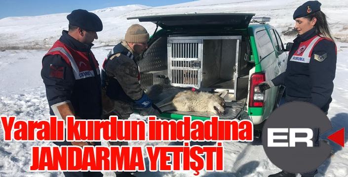 Jandarma yaralı kurda sahip çıktı