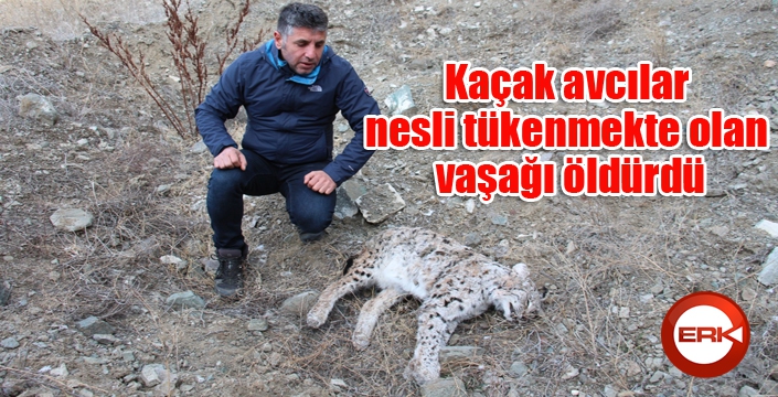 Kaçak avcılar, nesli tükenmekte olan vaşağı öldürdü