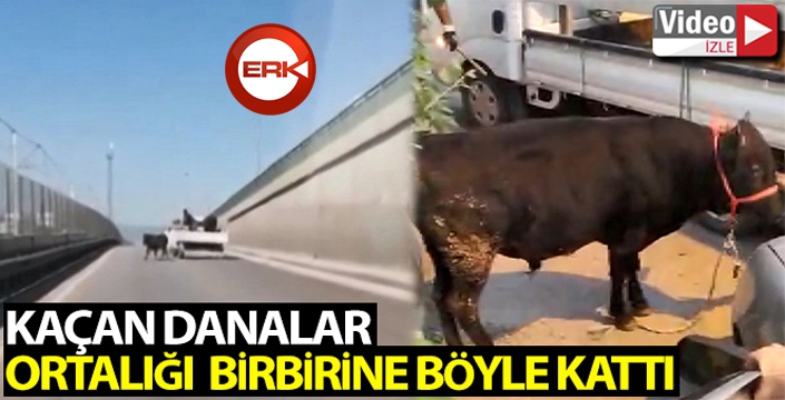 Kaçan danalar ortalığı bir birine kattı