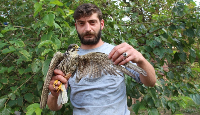 Kanadı kırık kerkeneze evinde bakıyor