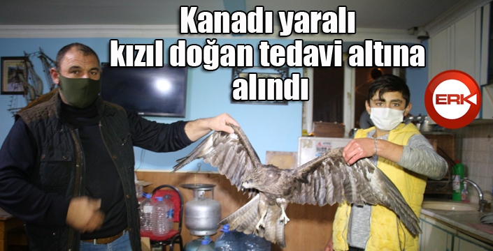 Kanadı yaralı kızıl doğan tedavi altına alındı