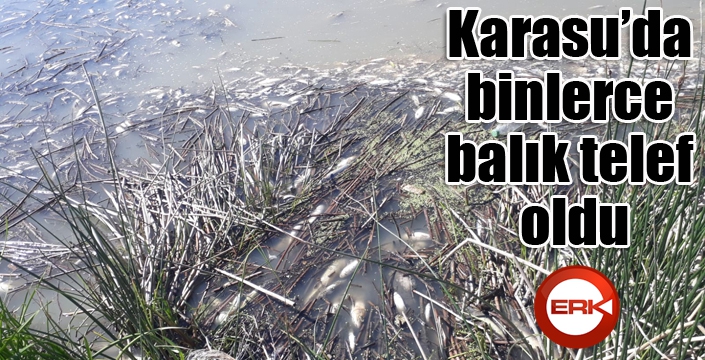 Karasu’da binlerce balık telef oldu