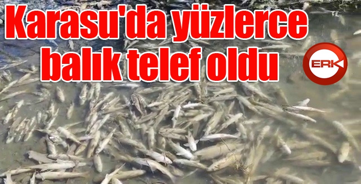 Karasu'da yüzlerce balık telef oldu