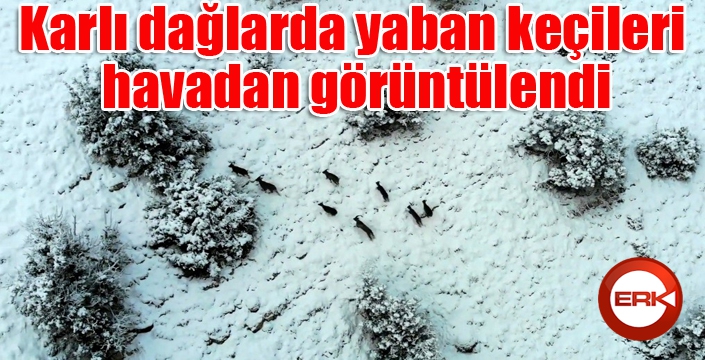 Karlı dağlarda yaban keçileri havadan görüntülendi