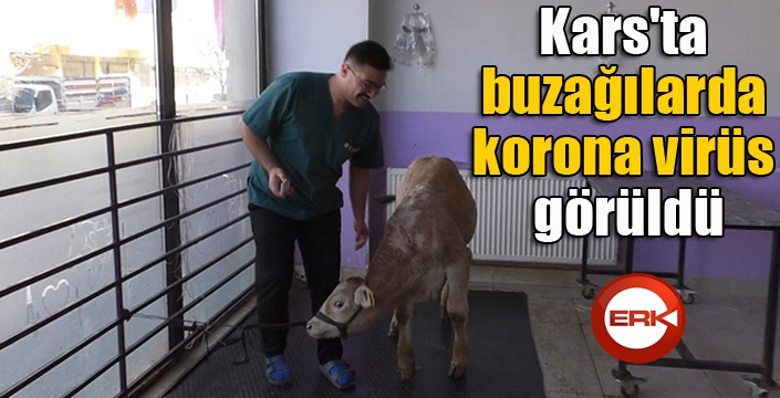 Kars'ta buzağılarda korona virüs görüldü