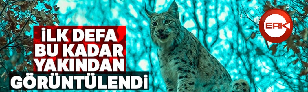 Kırmızı listedeki 'Vaşak' ilk defa bu kadar yakından görüntülendi