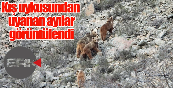 Kış uykusundan uyanan ayı ailesini görüntüledi