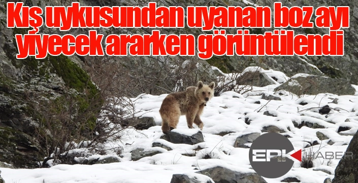 Kış uykusundan uyanan boz ayı yiyecek ararken görüntülendi