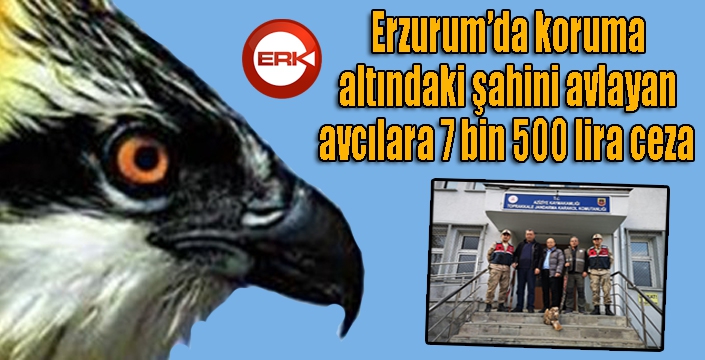 Koruma altındaki şahini avlayan avcılara 7 bin 500 lira ceza