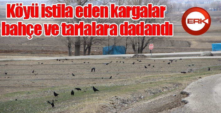 Köyü istila eden kargalar bahçe ve tarlalara dadandı