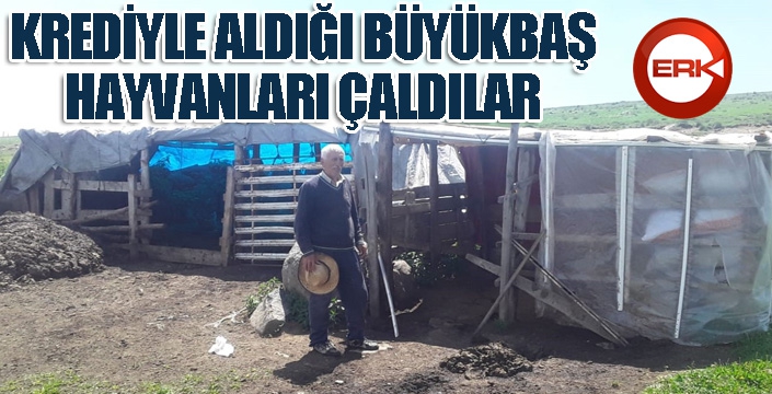 Kredi çekip aldığı büyükbaş hayvanlarını çaldılar