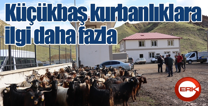 Küçükbaş kurbanlıklara ilgi daha fazla