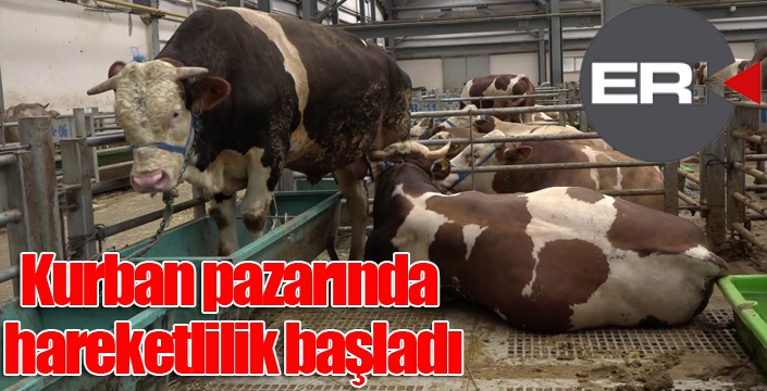 Kurban pazarında hareketlilik başladı