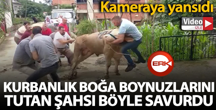 Kurbanlık boğa boynuzlarını tutan şahsı böyle savurdu