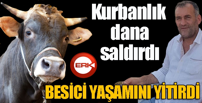 Kurbanlık dananın saldırdığı besici hayatını kaybetti