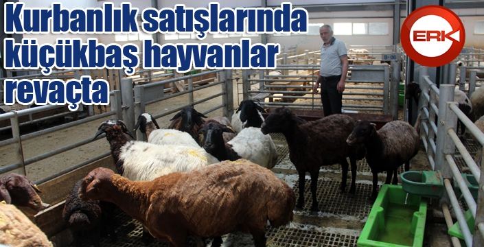 Kurbanlık satışlarında küçükbaş hayvanlar revaçta