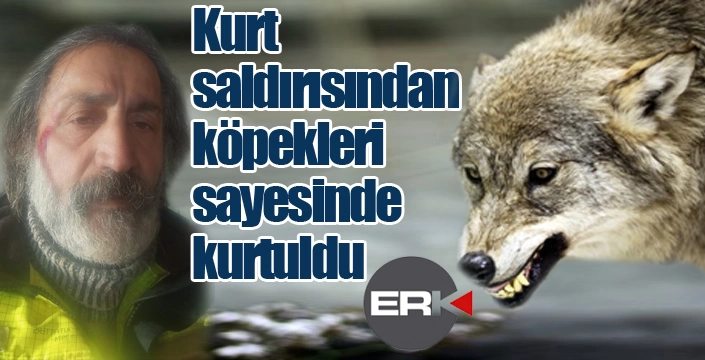 Kurt saldırısından köpekleri sayesinde kurtuldu