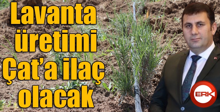 Lavanta Çat’a ilaç olacak