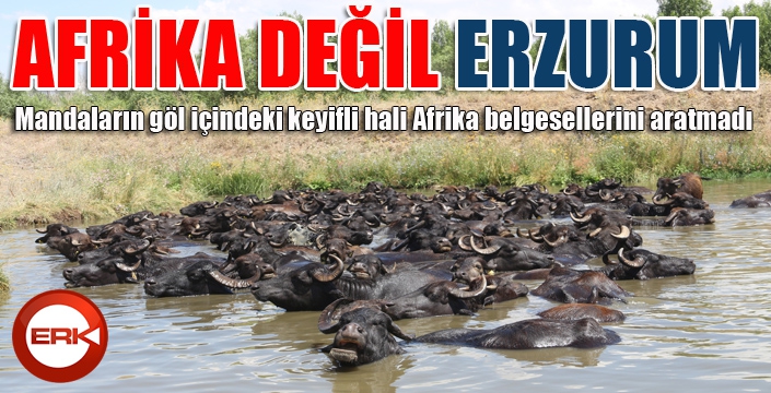 Mandaların göl içindeki keyifli hali Afrika belgesellerini aratmadı