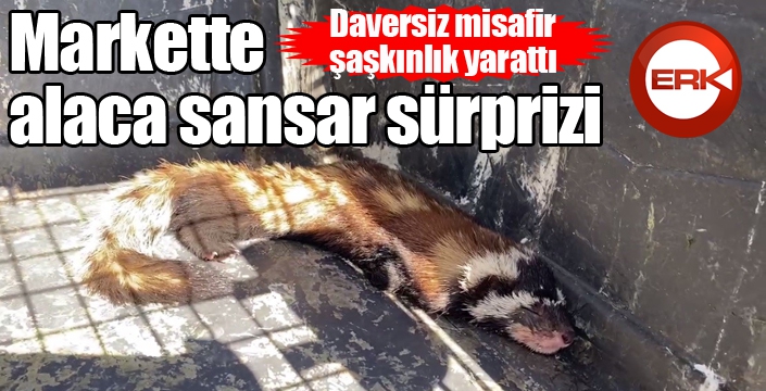 Markette alaca sansar sürprizi