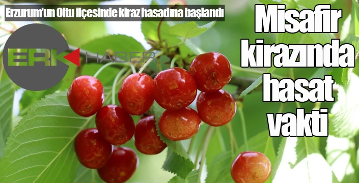 Misafir kirazında hasat vakti