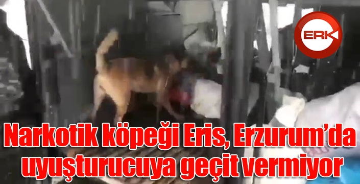 Narkotik köpeği Eris, Erzurum’da uyuşturucuya geçit vermiyor