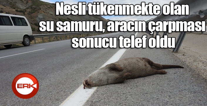 Nesli tükenmekte olan su samuru, aracın çarpması sonucu telef oldu