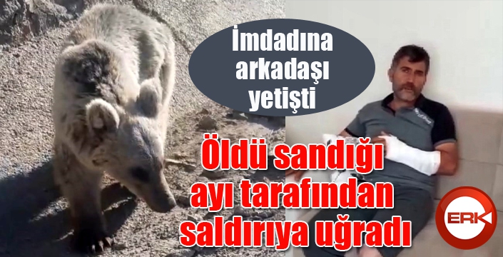 Öldü sandığı ayı saldırdı... 