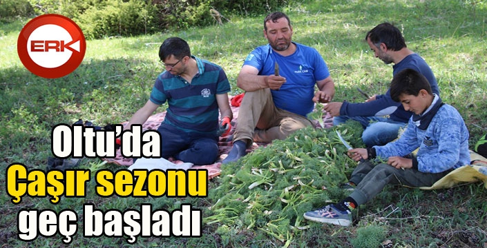 Oltu’da Çaşır sezonu geç başladı