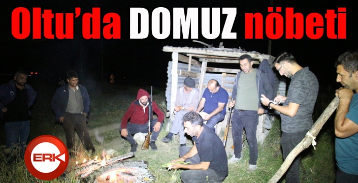 Oltu'da domuz nöbeti...