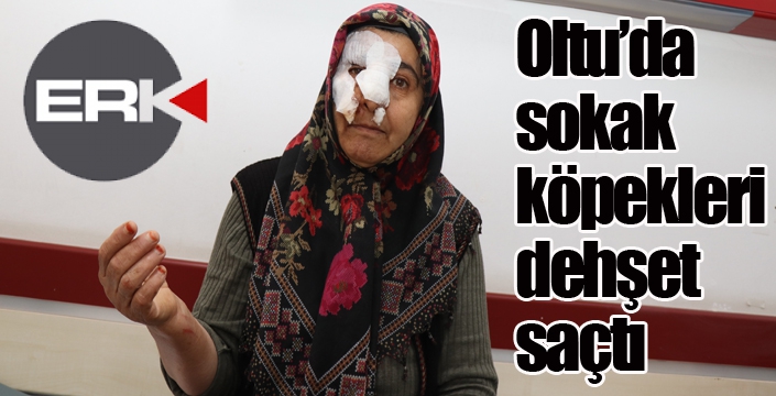 Oltu’da sokak köpekleri dehşet saçtı