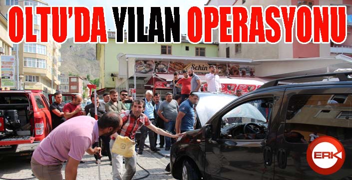 Oltu’da yılan operasyonu